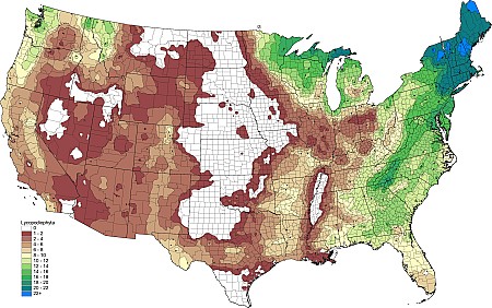 2tax02_Lycophytes.png 2tax02_Lycophytes.png